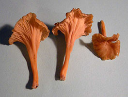 Cantharellus xanthopus .